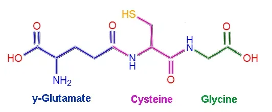 The Unfulfilled Promise of Glutathione  article image
