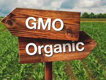 Illustration from GMO vs non-GMO