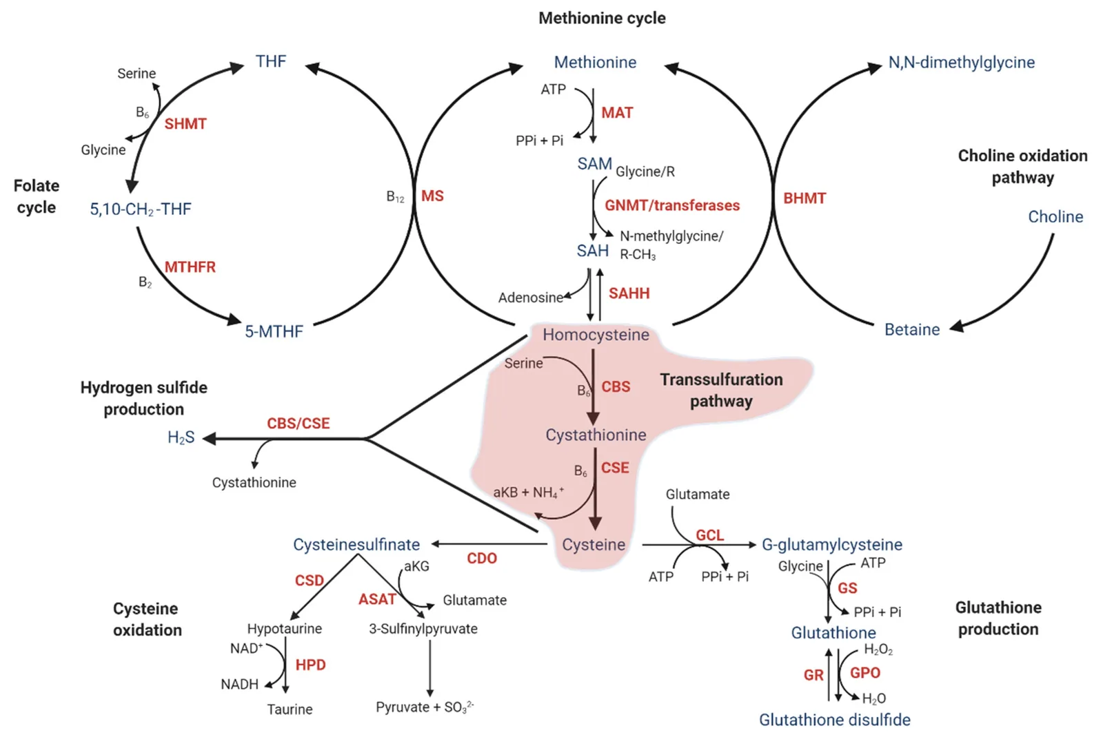 Illustration from The Hidden Molecule Driving Inflammation: Understanding the Purser Model of Homocysteine