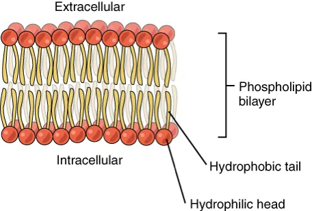 Phospholipid bilayer with hydrophilic heads facing fluid and hydrophobic tails facing inward.